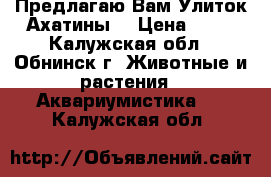 Предлагаю Вам Улиток Ахатины  › Цена ­ 50 - Калужская обл., Обнинск г. Животные и растения » Аквариумистика   . Калужская обл.